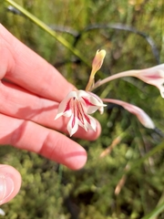 Gladiolus engysiphon