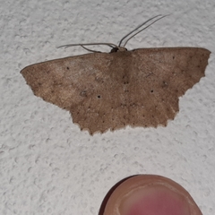 Isochromodes phyllira