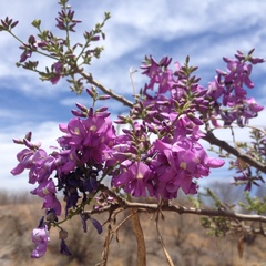 Lonchocarpus hermannii
