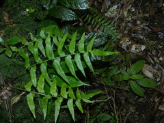 Asplenium salicifolium