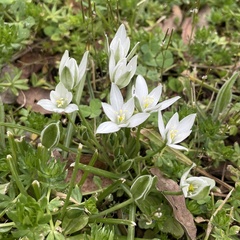 Ornithogalum