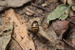 Platyphora tessellata