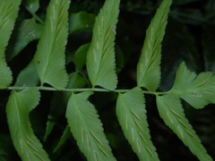 Asplenium salicifolium