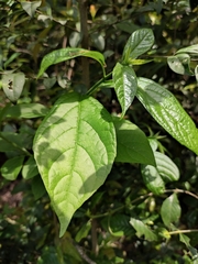 Clerodendrum cyrtophyllum