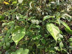 Clerodendrum cyrtophyllum