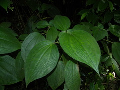 Miconia sciaphila