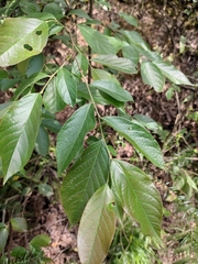Photinia parvifolia