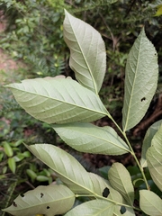 Photinia parvifolia