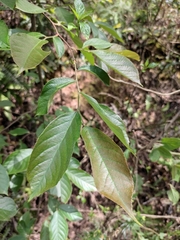 Photinia parvifolia