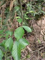 Photinia parvifolia