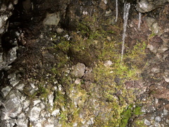 Oxyrrhynchium schleicheri