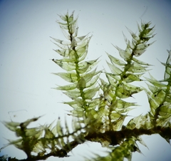 Oxyrrhynchium schleicheri