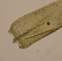 Oxyrrhynchium schleicheri