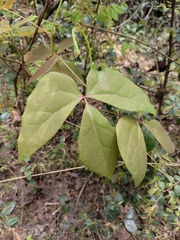 Sargentodoxa cuneata