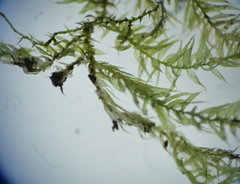 Oxyrrhynchium schleicheri