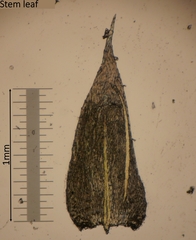 Oxyrrhynchium schleicheri