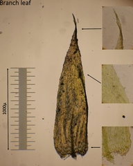 Oxyrrhynchium schleicheri