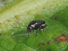 Chaetocnema concinna