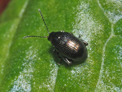 Chaetocnema concinna