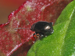 Chaetocnema concinna