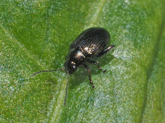 Chaetocnema concinna