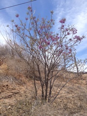 Lonchocarpus hermannii