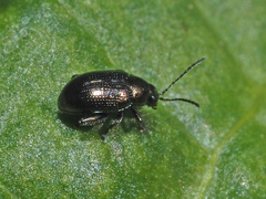 Chaetocnema concinna