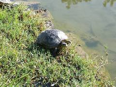 Trachemys scripta scripta