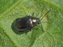 Chaetocnema concinna