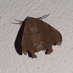 Phyllodonta indeterminata