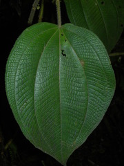 Miconia sciaphila