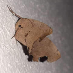 Phyllodonta indeterminata