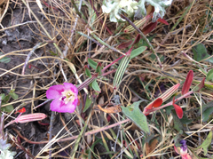 Clarkia prostrata