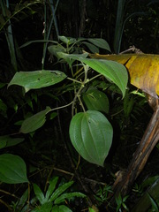 Miconia sciaphila
