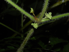 Miconia sciaphila