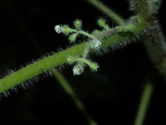 Miconia sciaphila