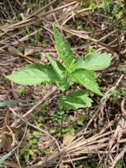 Eupatorium chinense