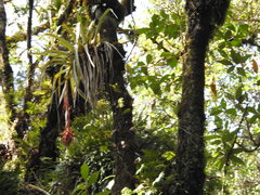Tillandsia mateoensis
