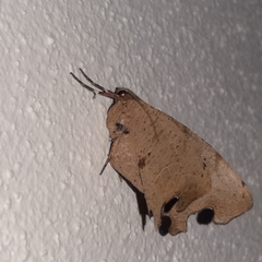 Phyllodonta indeterminata