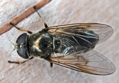 Cheilosia gigantea