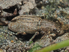 Sitona lepidus