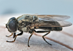 Cheilosia gigantea