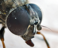 Cheilosia gigantea
