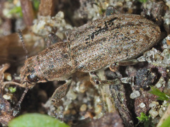 Sitona lepidus
