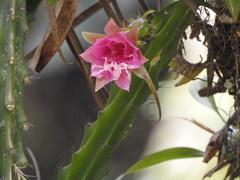 Disocactus