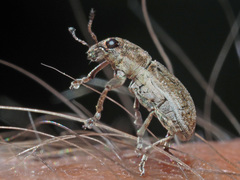 Sitona lepidus