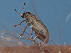 Sitona lepidus