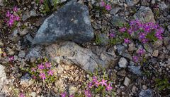 Zeltnera beyrichii