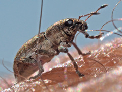 Sitona lepidus