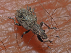 Sitona lepidus